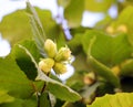 Nuts ripen on a hazel branch Royalty Free Stock Photo