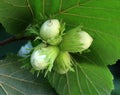 Nuts ripen on a hazel branch Royalty Free Stock Photo