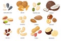 Nuts and seeds. Cashew and hazelnut, almond and coconut, walnut and peanut, pistachio. Chickpea, macadamia and sunflower