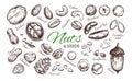Nuts and seeds collection 1 Royalty Free Stock Photo