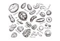 Nuts and seeds collection. Vector Hand drawn objects . Isolated on white Royalty Free Stock Photo