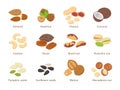 Nuts and seeds in flat design vector set of illustrations. Collection of nuts, seeds icons, infographic elements