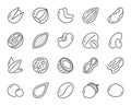 Nuts and seeds line icons. Hazelnut, Almond nut and Peanut. Vector Royalty Free Stock Photo