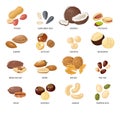 Nuts and seeds. Nut and seed in shell and peeled, Peanut and almond, brazilian and pecan, sunflower seed and hazelnut