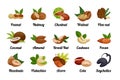Nuts and seeds. Peanut and hazelnut, coconut and pistachio, food icons for snack logo, raw health plant and nutrition