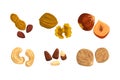 Nuts and seeds set. Peanut, walnut, hazelnut, cashew, pine nut, nutmeg vector illustration