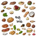 Nuts and seeds vector collection. Hand drawn elements. Objects on white background in sketch style Royalty Free Stock Photo