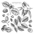 Vector collection of hand drawn nuts sketches. Vintage illustrations of walnut, hazelnut and almond. Botanical leaves, fruits, nut