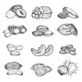 Nuts Set Hand Draw Sketch. Vector Royalty Free Stock Photo