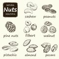 Nuts set. Hand drawn vintage illustration.