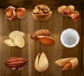 Nuts in the shell. Vector icon set