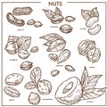 Nuts sketch icons set vector organic raw food Royalty Free Stock Photo