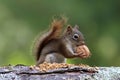 Squirrel Finds a Nut