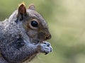 Nuts About Squirrels Royalty Free Stock Photo