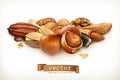 Nuts, vector illustration