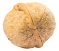 Nutshell walnut