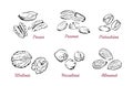 Nuts. Collection of vector black and white illustrations. Outline.