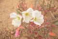 Nuttalls Evening Primrose Oenothera albicaulis Royalty Free Stock Photo