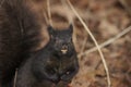 Nutty Smile Squirrel