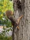 Nutty Squirrel tree fall  autumn Royalty Free Stock Photo
