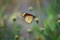 Nutty sweetness of grass. Royalty Free Stock Photo