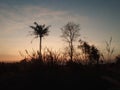 Twilight tree grass sky country