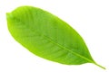 Nutwood leaf. Royalty Free Stock Photo