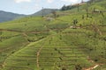 Nuwara Eliya (green cool city) is the best known tea-growing district of Sri Lanka Royalty Free Stock Photo