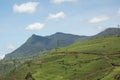 Nuwara Eliya is the best known tea-growing district of Sri Lanka Royalty Free Stock Photo