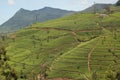 Nuwara Eliya (green cool city) is the best known tea-growing district of Sri Lanka Royalty Free Stock Photo