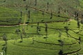 Nuwara Eliya (green cool city) is the best known tea-growing district of Sri Lanka Royalty Free Stock Photo