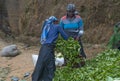 Nuwara Eliya, Sri Lanka: Tea pickers Royalty Free Stock Photo