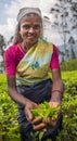 NUWARA ELIYA, SRI LANKA - February, 9, 2016: Tea pickers Royalty Free Stock Photo