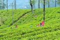 Nuwara Eliya, Sri-Lanka - March 4, 2019: Hardworking Female Tea-Pickers. Farmer Keep Crop Nature Agricultural Farming