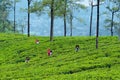 Nuwara Eliya, Sri-Lanka - March 4, 2019: Hardworking Female Tea-Pickers. Farmer Keep Crop Nature Agricultural Farming