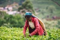 NUWARA ELIYA, SRI LANKA - SEPTEMBER 4 : Female tea picker in tea plantation in Nuwara Eliya, September 4, 2019