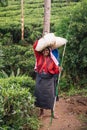 NUWARA ELIYA, SRI LANKA - SEPTEMBER 4 : Female tea picker in tea plantation in Nuwara Eliya, September 4, 2019