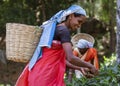 NUWARA ELIYA, Sri Lanka - Woman Picks The Tender Tea Leaves For Harvest