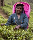 NUWARA ELIYA, Sri Lanka - Woman Picks The Tender Tea Leaves For Harvest Royalty Free Stock Photo