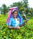 Tea plucker in the tea fields in the highlands near Nuwara Eliya, Sri Lanka