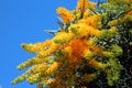 Nuytsia Floribunda -Australian Christmas Tree