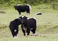 Nuzzling Yak Calves