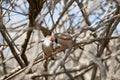 Nuzzling Zebra Finches