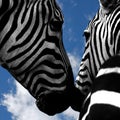 Nuzzling zebras Royalty Free Stock Photo