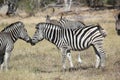 Nuzzling Zebras