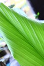 Green plant leaf close up background