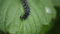 Caterpillar on a nettle leaf.