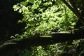 View of a branch in backlight