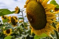 Yellow sunflowers in the sky Royalty Free Stock Photo