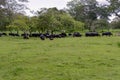 Buffalos in Udawalawe National Park on Sri Lanka